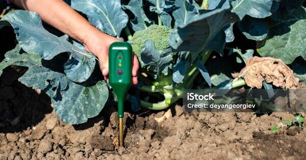 Blog Medidores de Humedad: La Clave para Cumplir con la Norma INEN en Harinas y Cereales